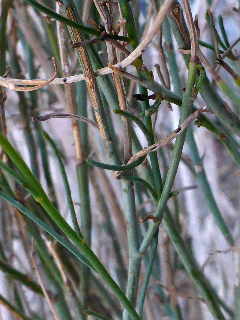 Stems and leaves