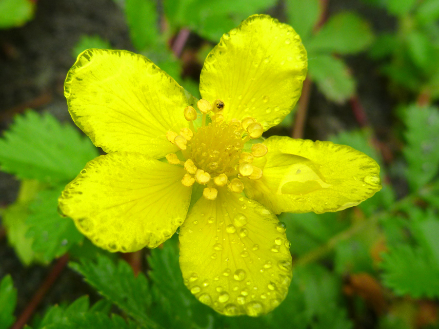 Five-petaled flower