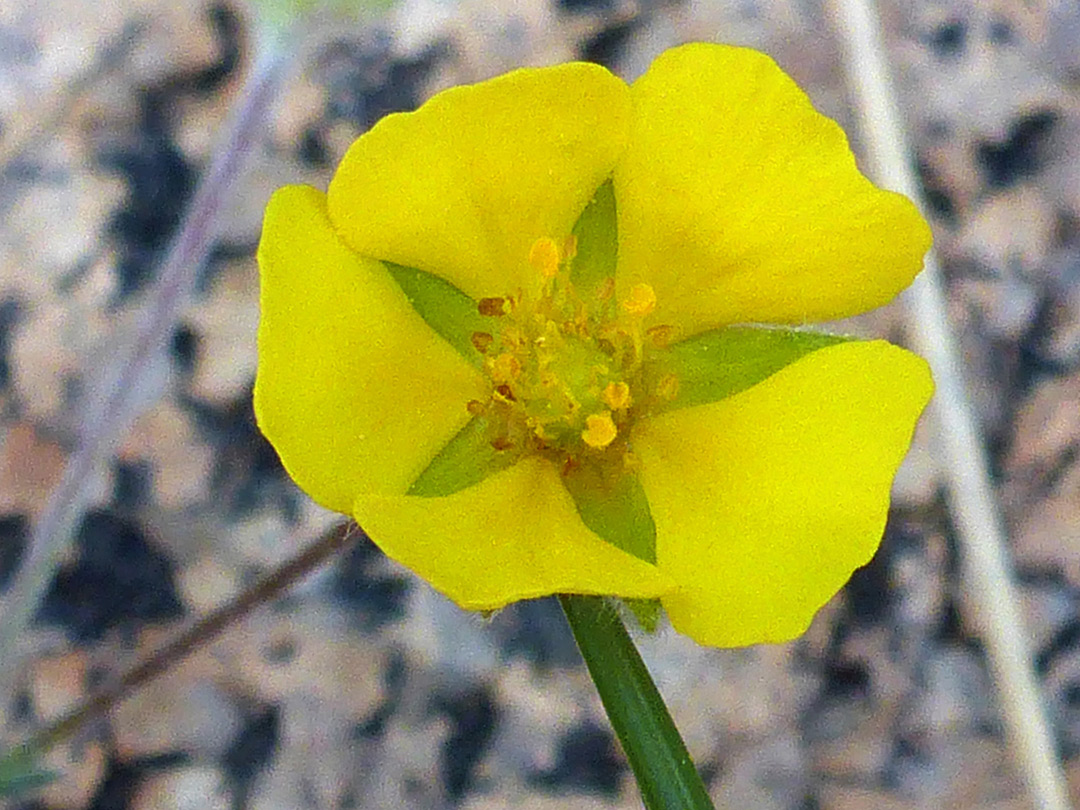 Yellow flower