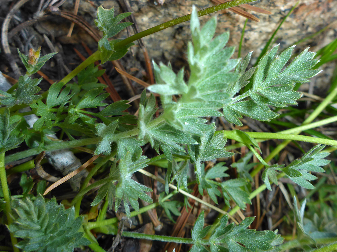 Lobed leaves