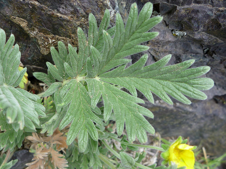 Pinnate leaf