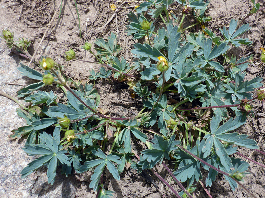 Leaves and stems