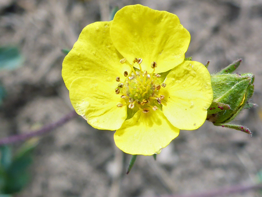 Broad yellow petals