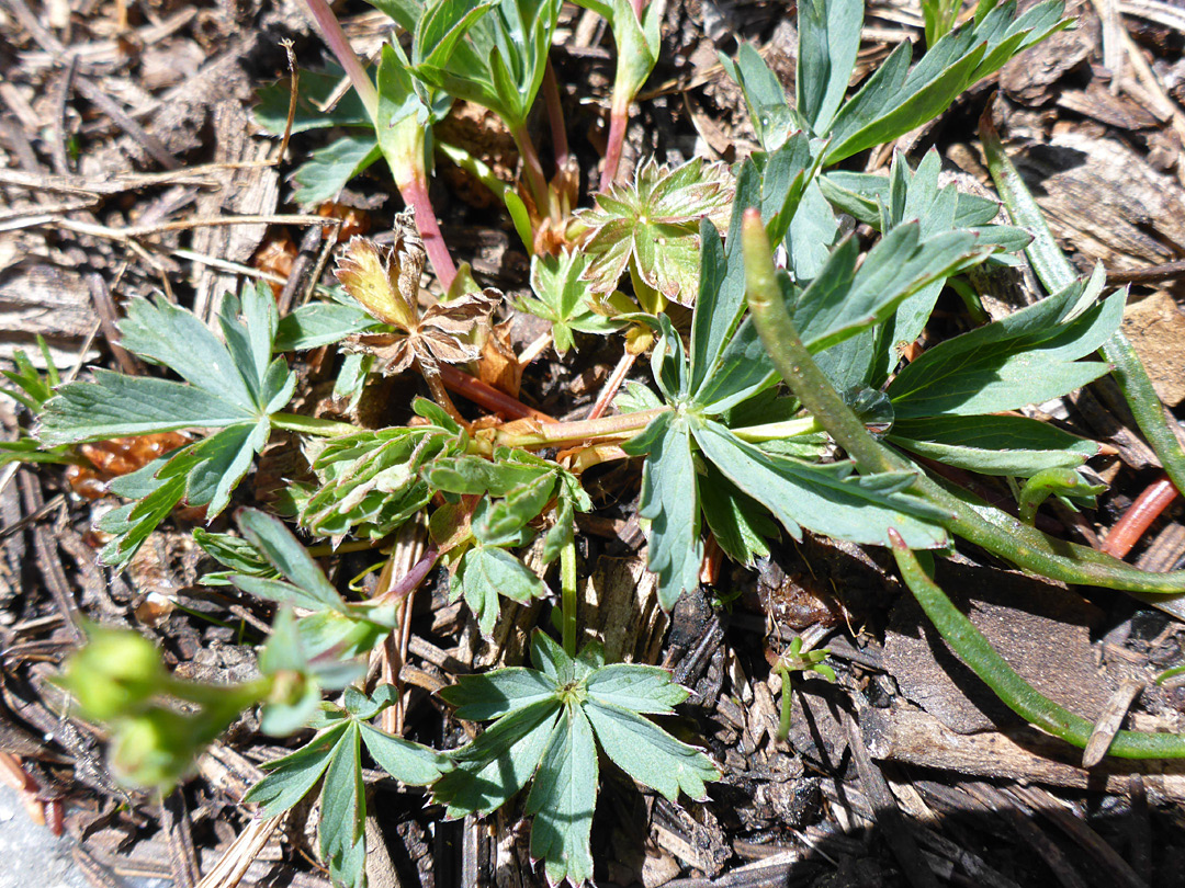 Pinnate basal leaves