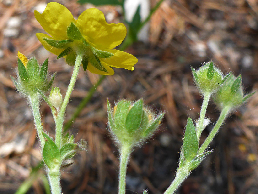 Hairy sepals