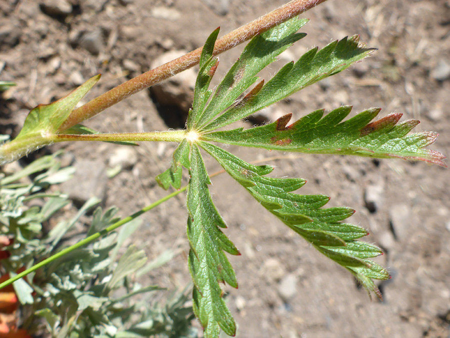 Palmate leaf