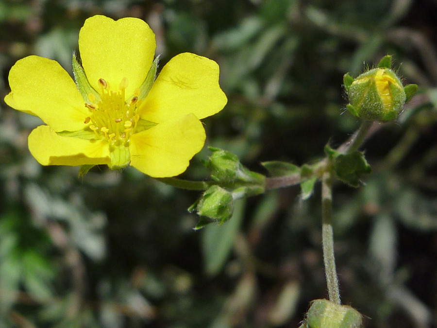 Flower and bud