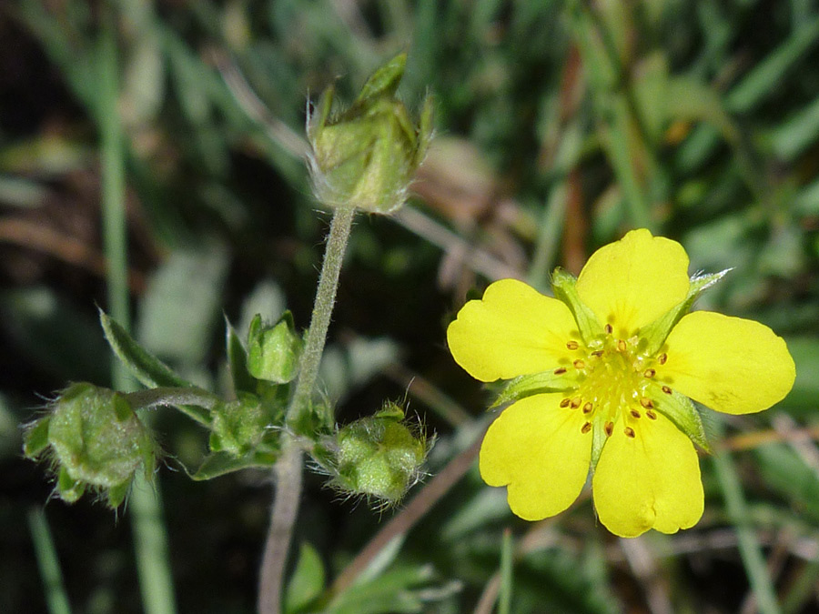 Brown anthers