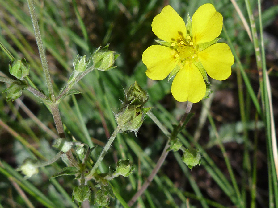 Flower and buds