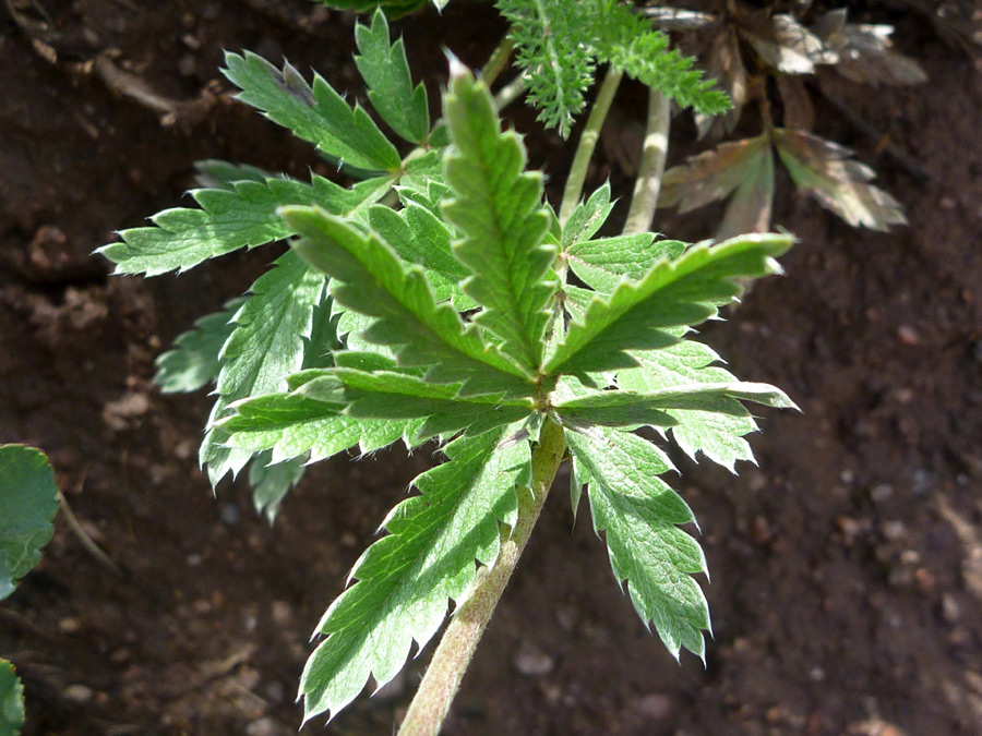 Pinnate leaf