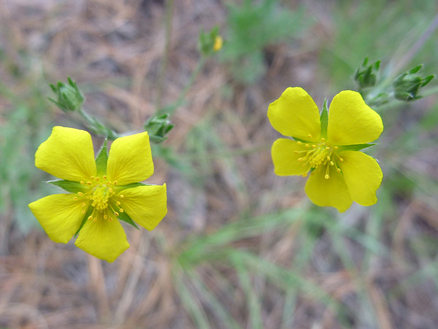 Two flowers