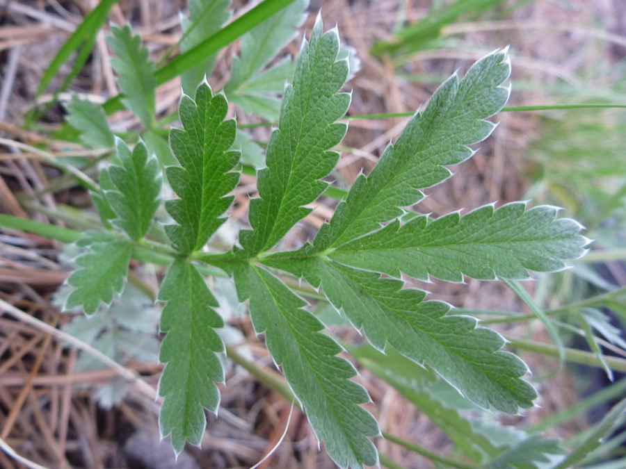 Compound leaf