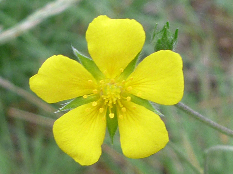 Yellow petals