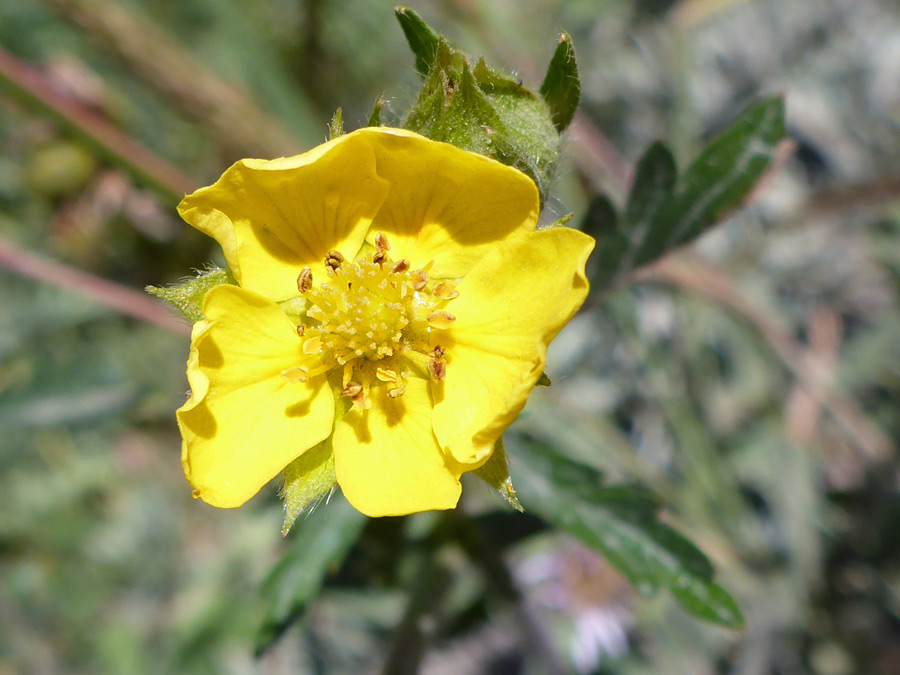 Yellow flower