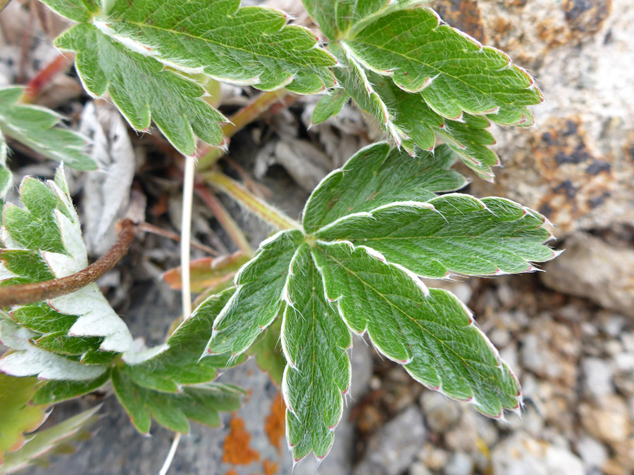 Palmate leaf