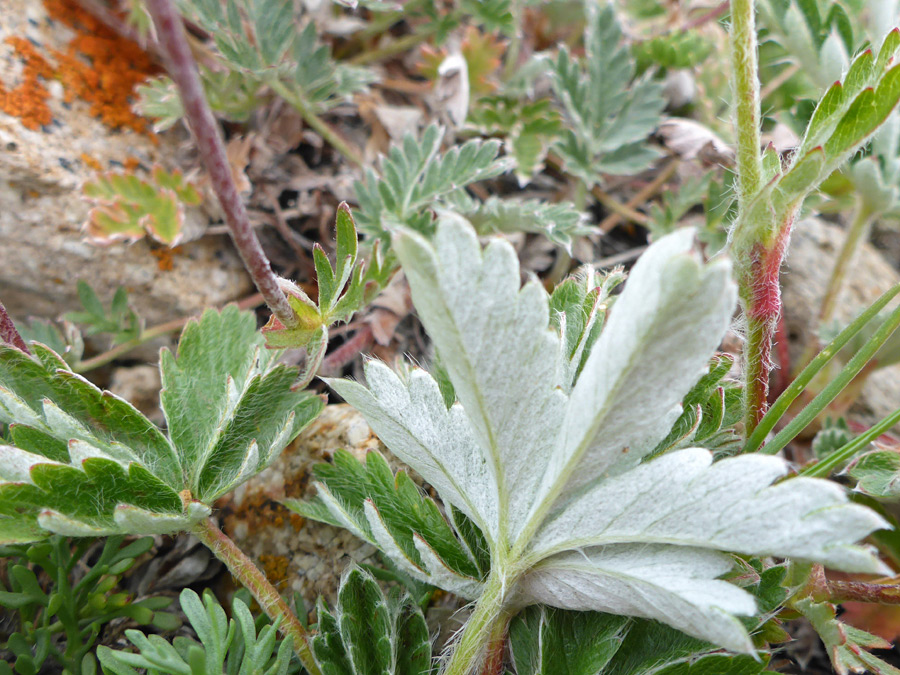 Stems and leaves