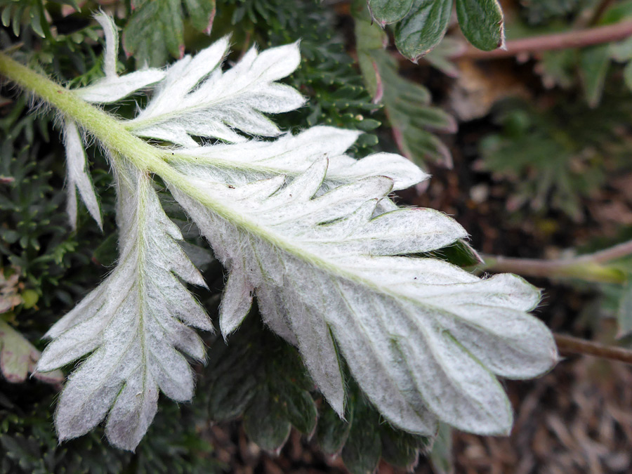 Hairy leaf