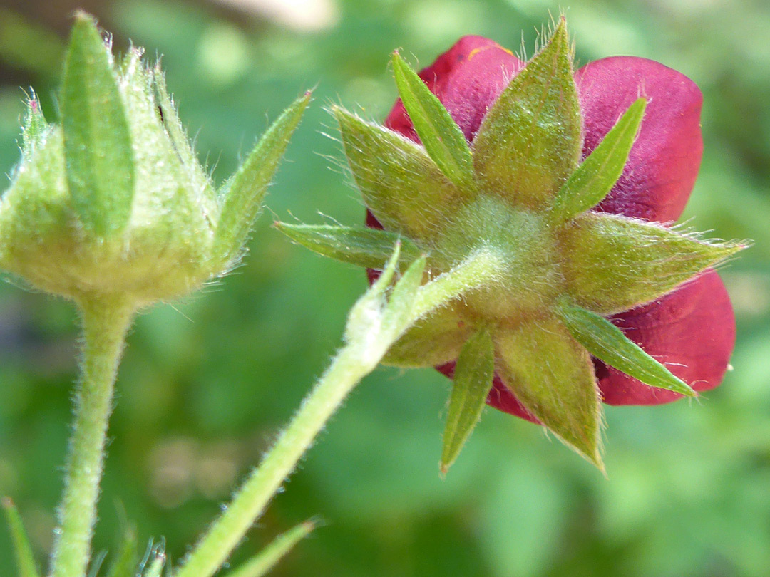 Sepals and epicalyx bracts