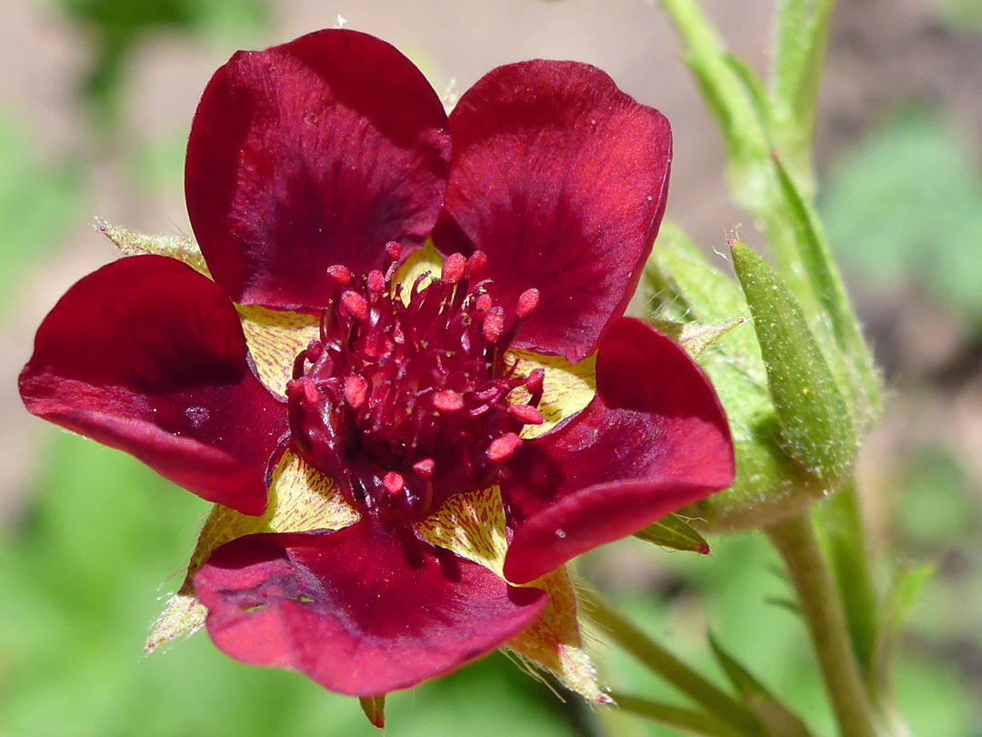 Petals, stamens and carpels