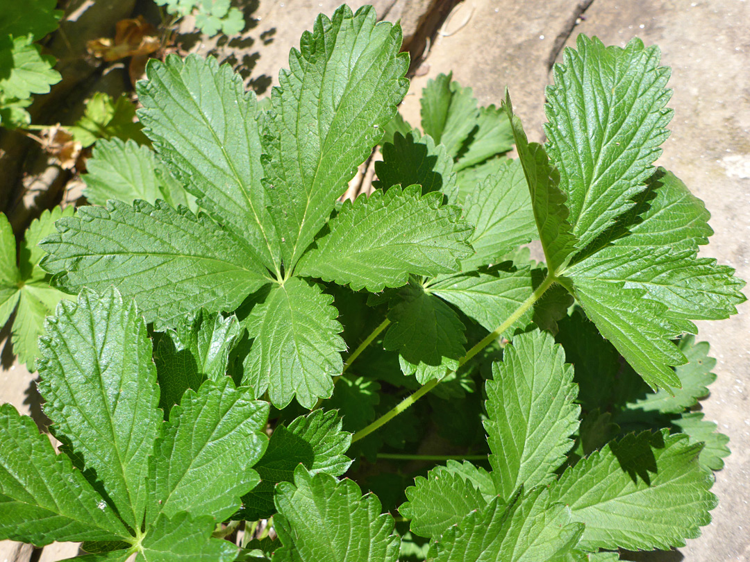 Toothed, palmate leaves