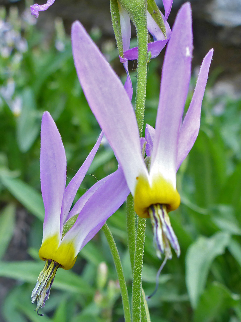 Two pendent flowers