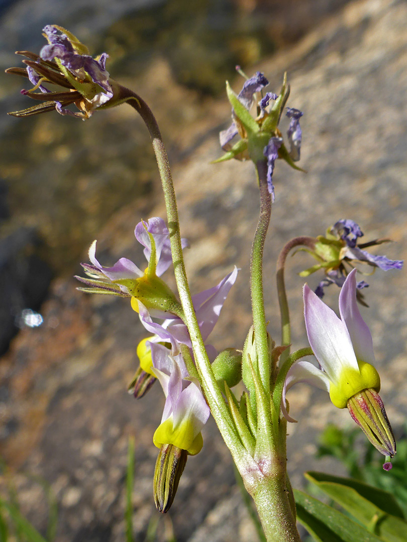 Flower cluster