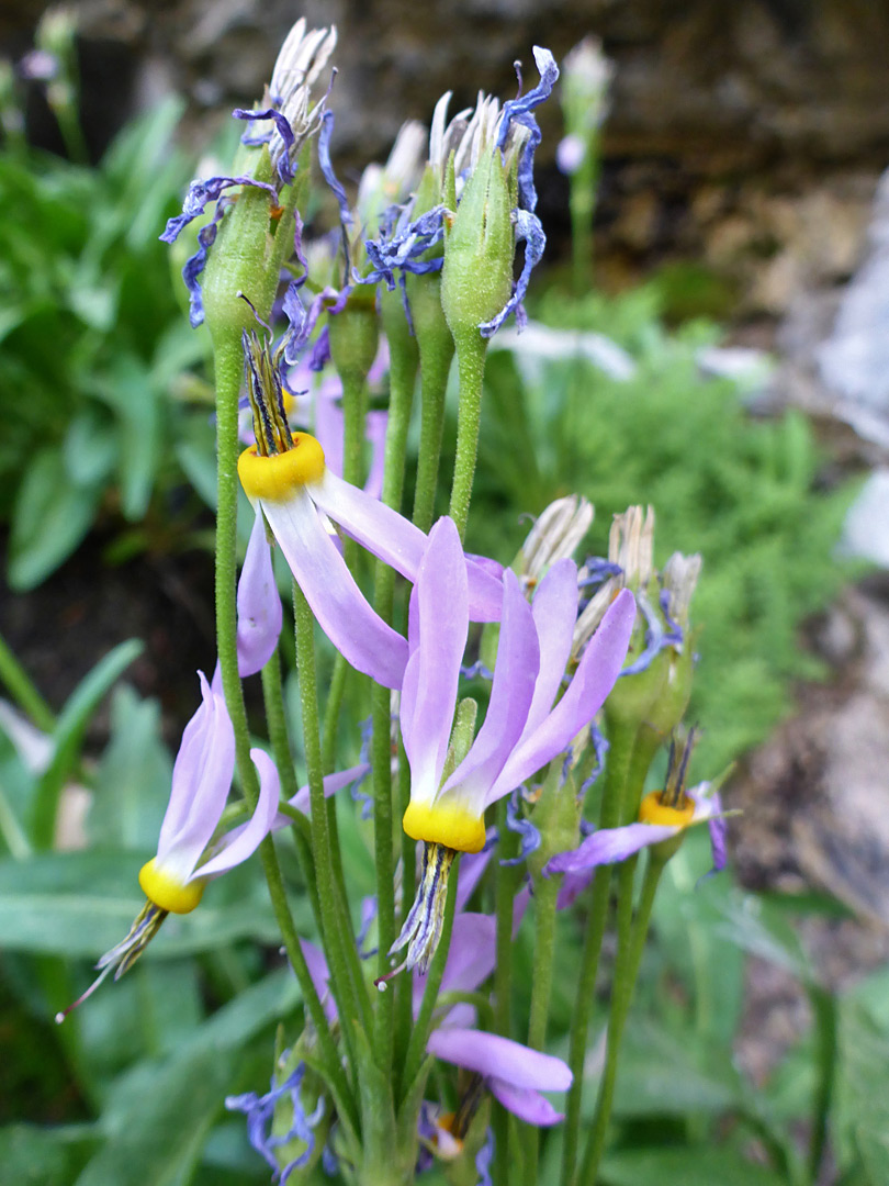 Cluster of flowers