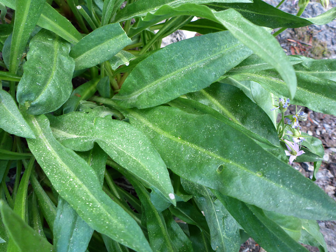 Lanceolate leaves