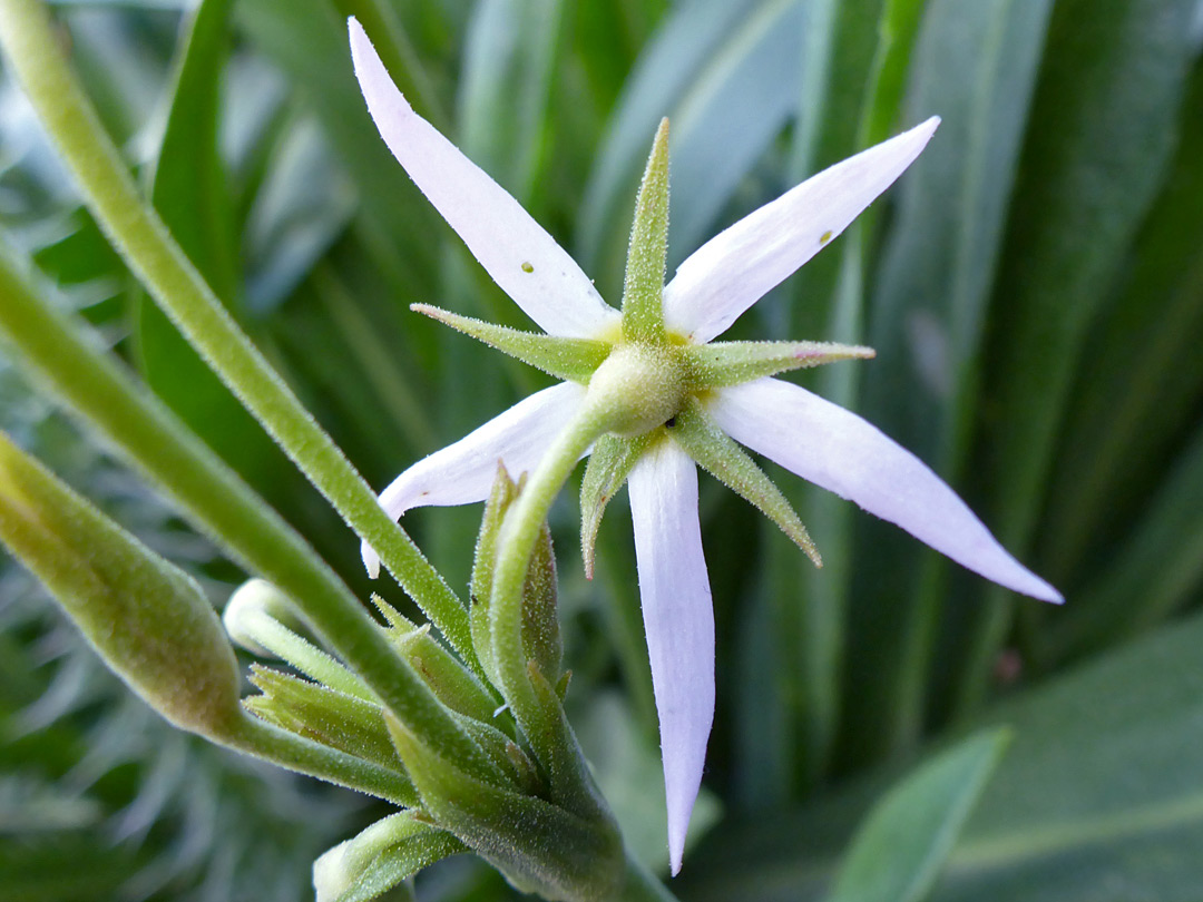 Sepals and petals