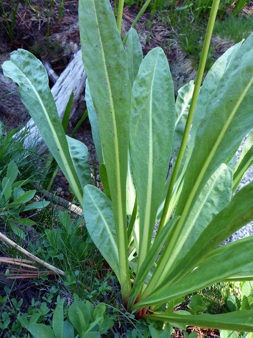 Basal, upwards-pointing leaves