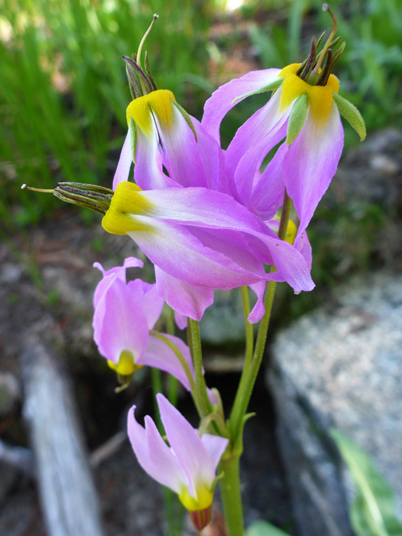 Pink flowers