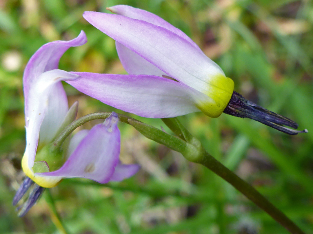 Two flowers