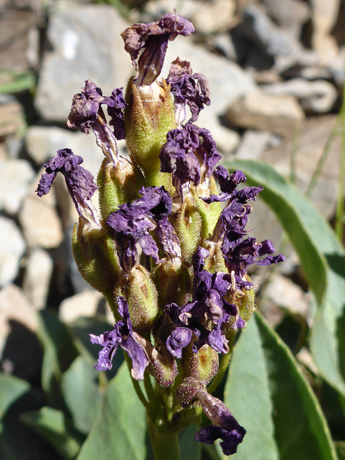 Withered flowers