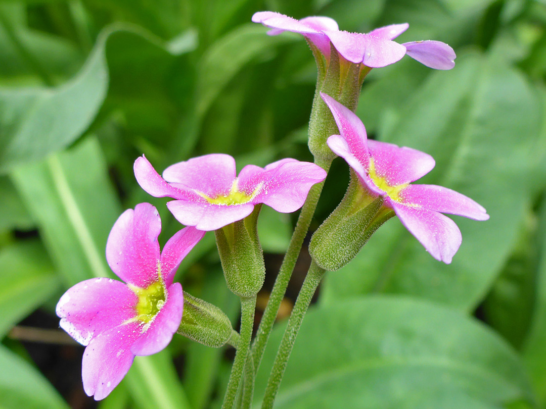 Hairy stems and sepals