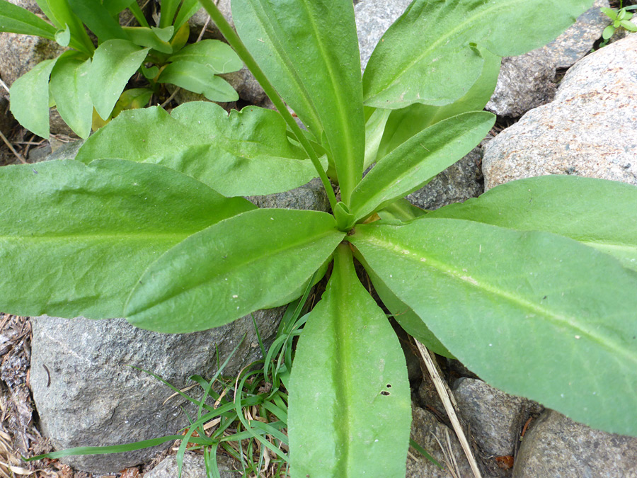 Basal leaves