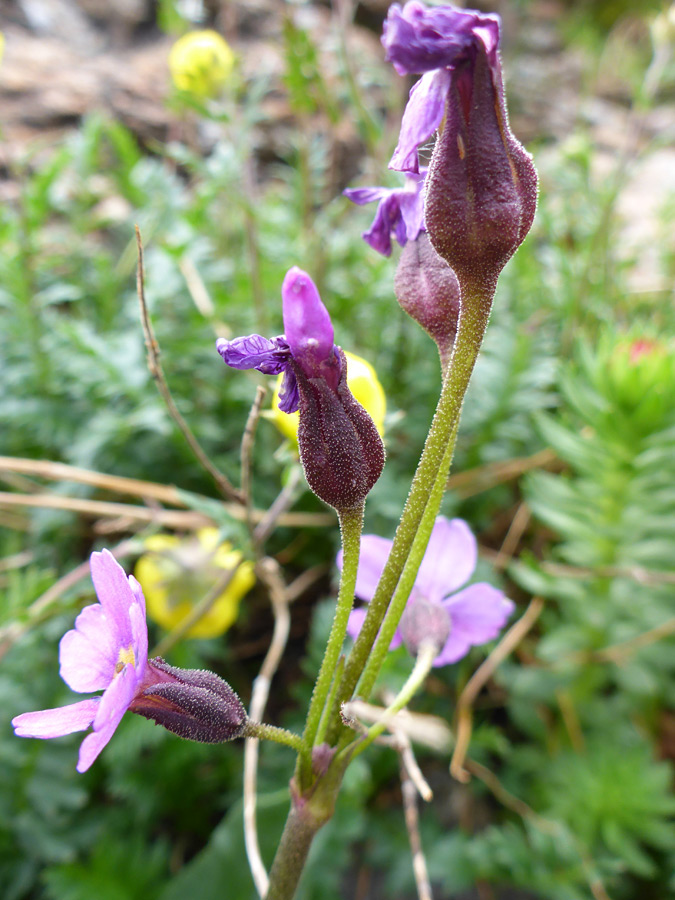 Small flower cluster