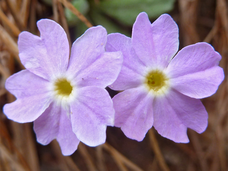 Flowers and leaves