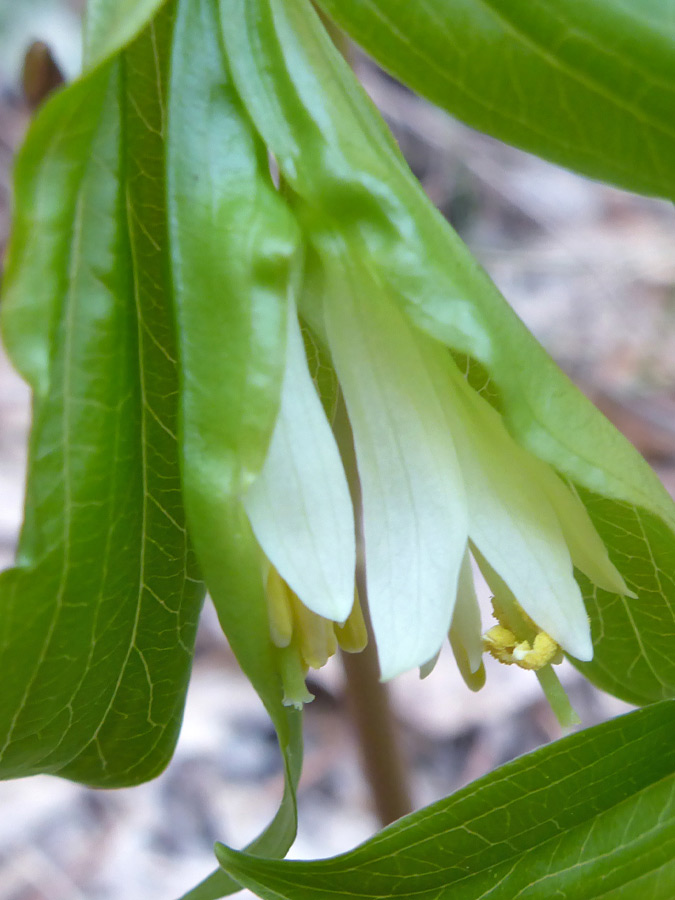 Developing flowers