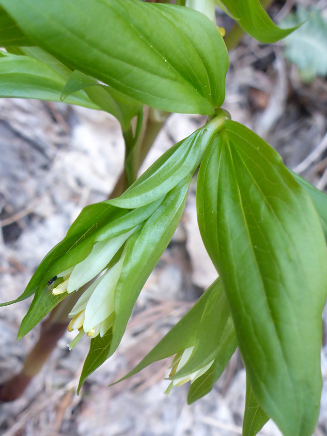 Flowers and leaves