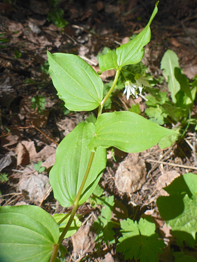 Parallel-veined leaves