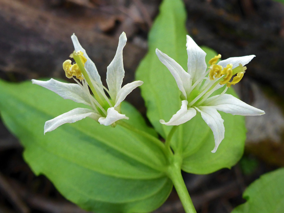 Yellow anthers