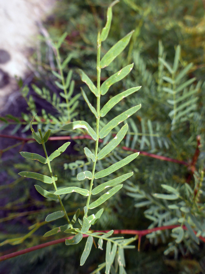 Pinnate leaves