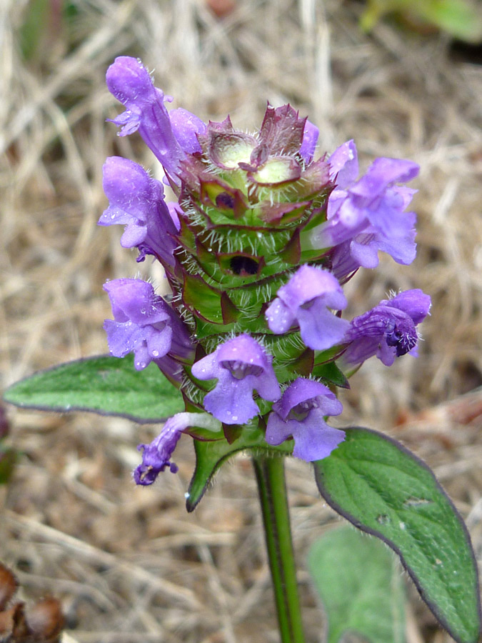 Elongated cluster