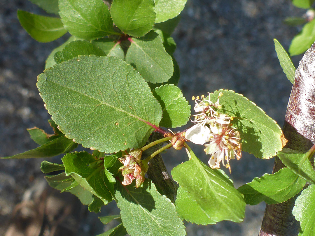 Toothed leaves