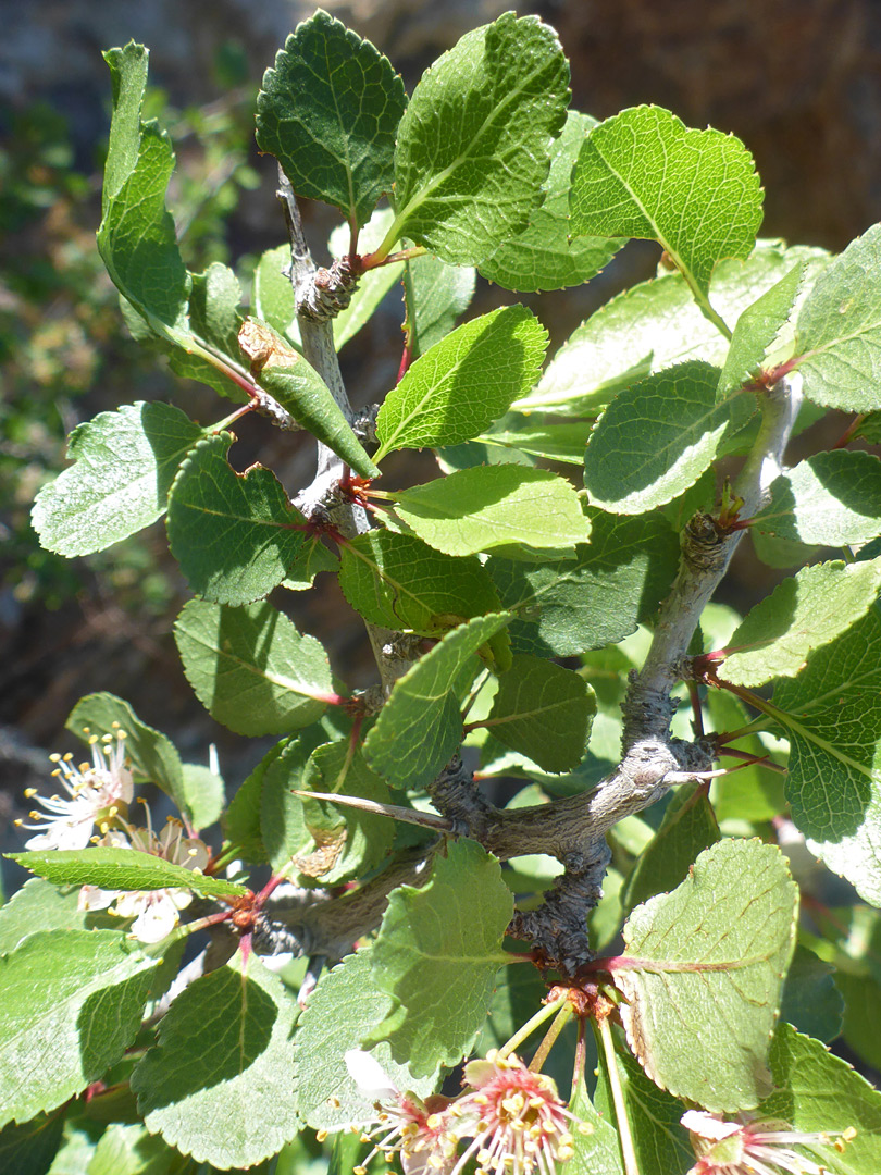 Woody branches