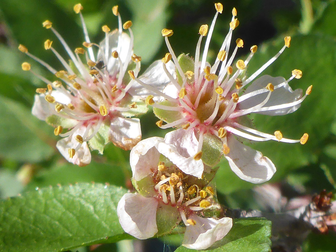 Three flowers