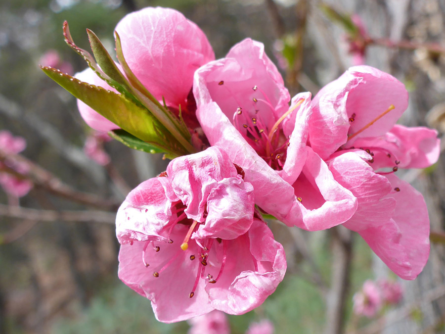 Pink flowers