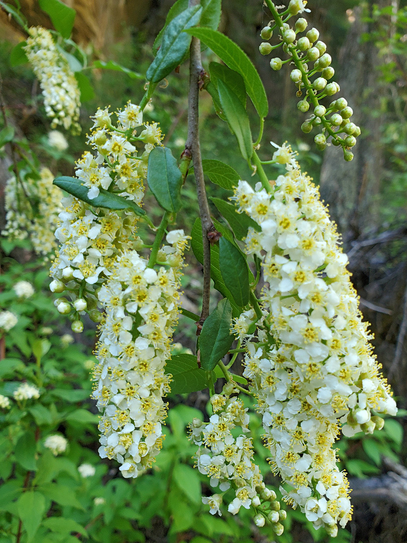 Pendent flower clusters