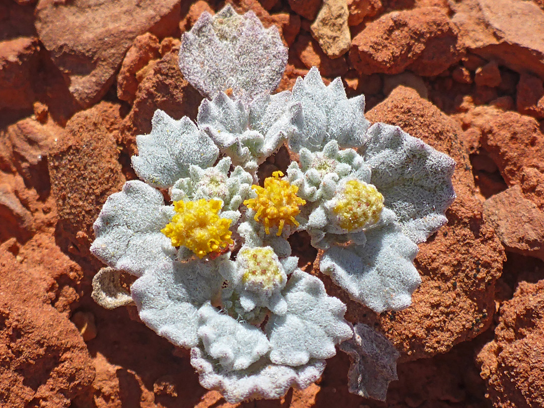 Low-growing plant