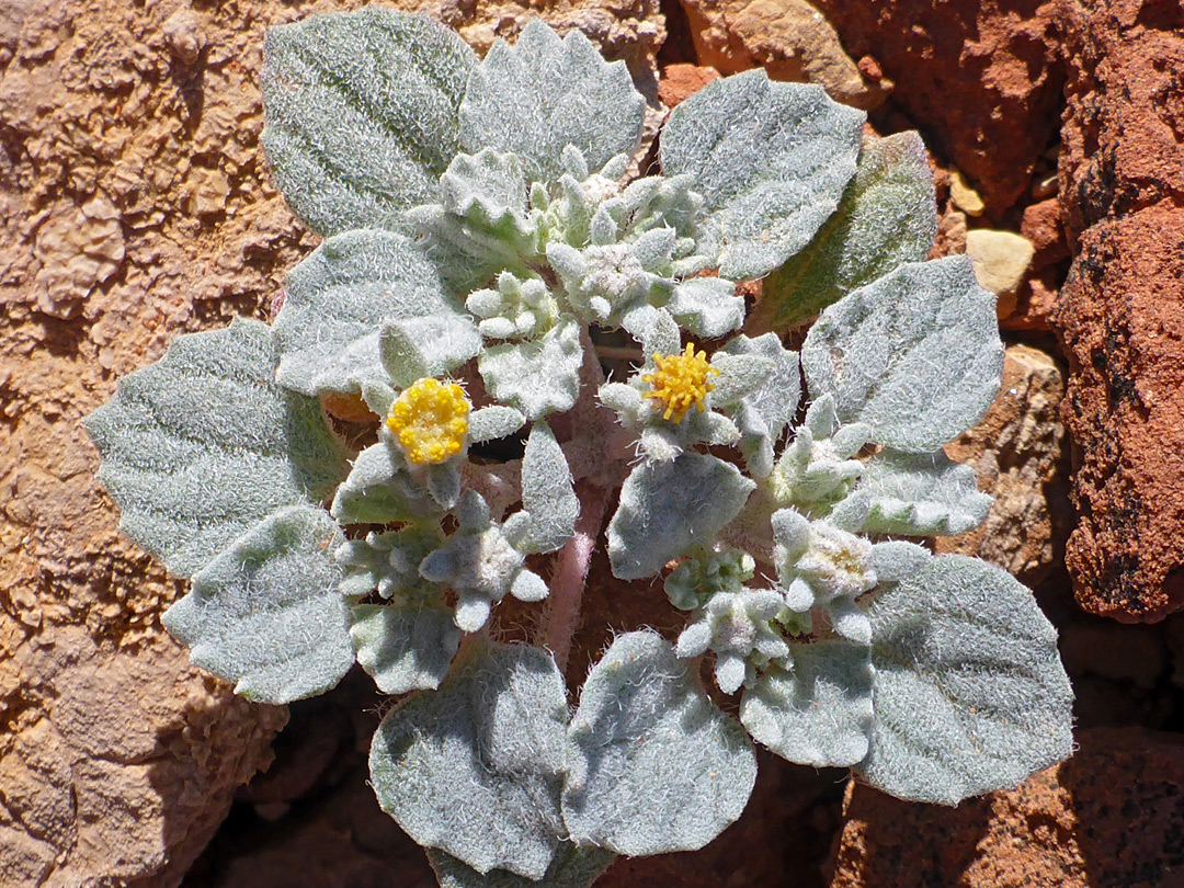 Leaves and flowerheads